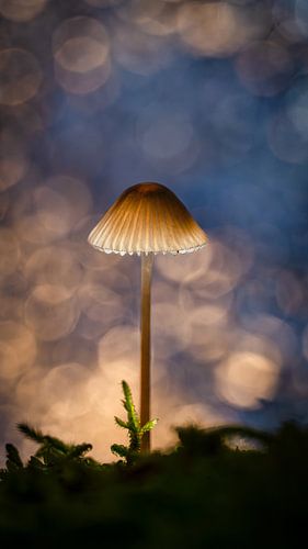 Pilz von Andre Michaelis