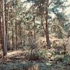 Coniferous forest in the Vechtdal by Skyler Muller