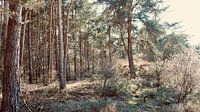 Coniferous forest in the Vechtdal