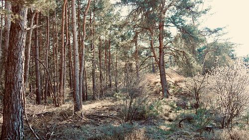 Coniferous forest in the Vechtdal by Skyler Muller