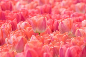 Tulpenveld Roze 2025 van Marco Liberto