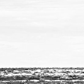 Gemsbok Walking Through Etosha's Plains by Jonathan Rusch