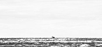 Gemsbok Walking Through Etosha's Plains