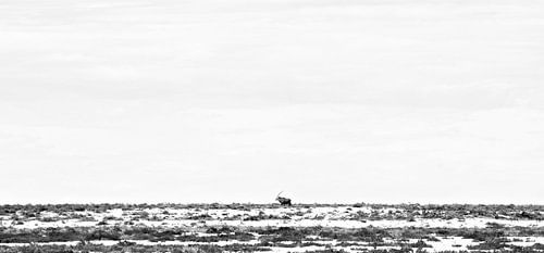 Gemsbok Walking Through Etosha's Plains