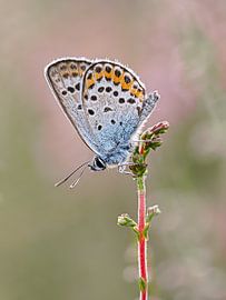 The Heath Blue in focus by Angela Kraan
