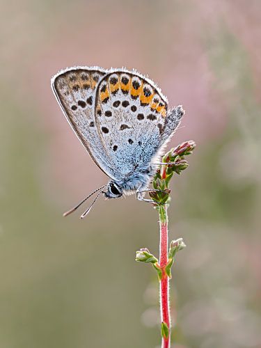 Le bleuet des landes en gros plan