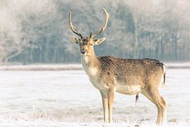 Damhert von Carla Eekels