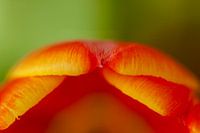 Tulipes sexy abstraites