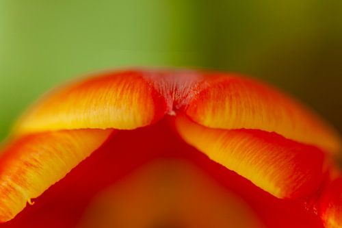 Abstrakte sexy Tulpen