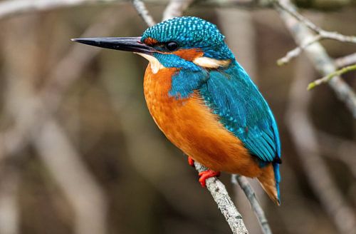 Martin-pêcheur dans le désherbage de Weerribben sur Merijn Loch