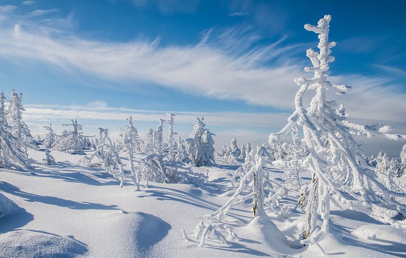 Brocken Winter Trees and Blue Sky by Daan Kloeg