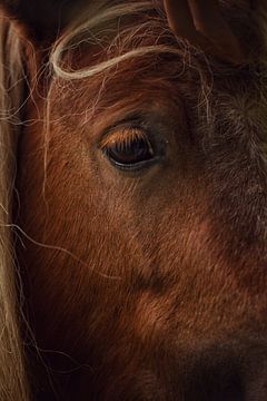 Cheval dans la Veluwe, Pays-Bas sur Luis Boullosa