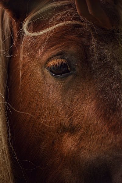 Pferd in der Veluwe, Niederlande von Luis Boullosa