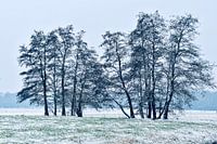 Winter in het Haagsche bos