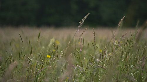 Prairies fleuries sur Niels Eric Fotografie