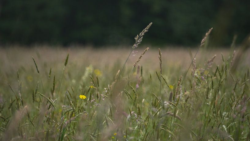 Flowering grassland by Niels Eric Fotografie