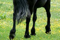 I spy, horse legs in spring by Karin Hendriks Fotografie thumbnail