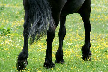 I spy, horse legs in spring sur Karin Hendriks Fotografie