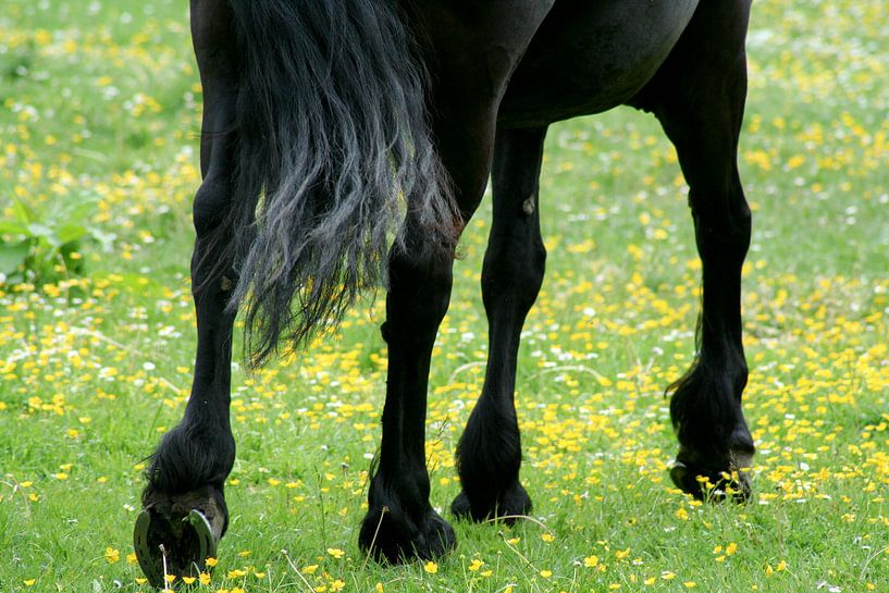 I spy, horse legs in spring by Karin Hendriks Fotografie