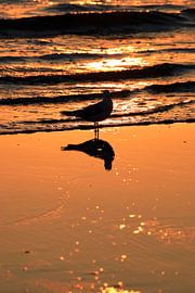 Ambiance matinale sur l'île d'Usedom
