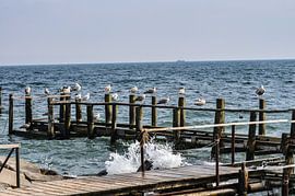 Mouettes sur le ponton du village de pêcheurs de Vitt