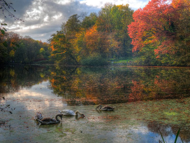 Photo d'automne avec des cygnes par Edgar Schermaul