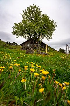 Löwenzahn an einer urigen Berghütte von Leo Schindzielorz