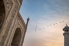 Vögel fliegen über das Taj Mahal. von Floyd Angenent