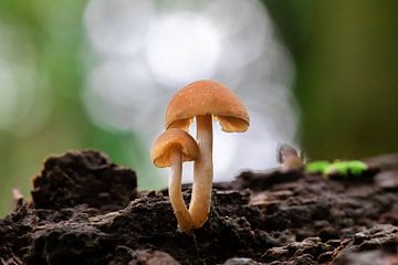 Paddenstoelen