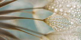 Panorama turquoise with golden brown: Behind the fluff lies the lint by Marjolijn van den Berg