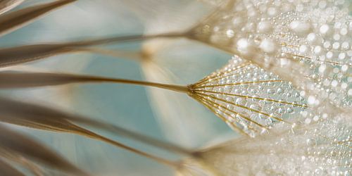 Panorama turquoise met goudbruin: Achter de pluisjes ligt het pluisje