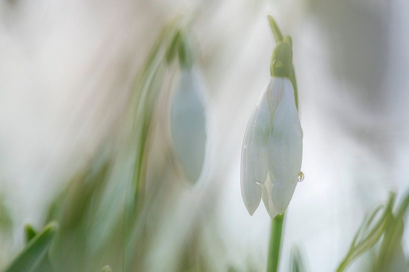 Snowdrops with dewdrops by Yolanda Wals