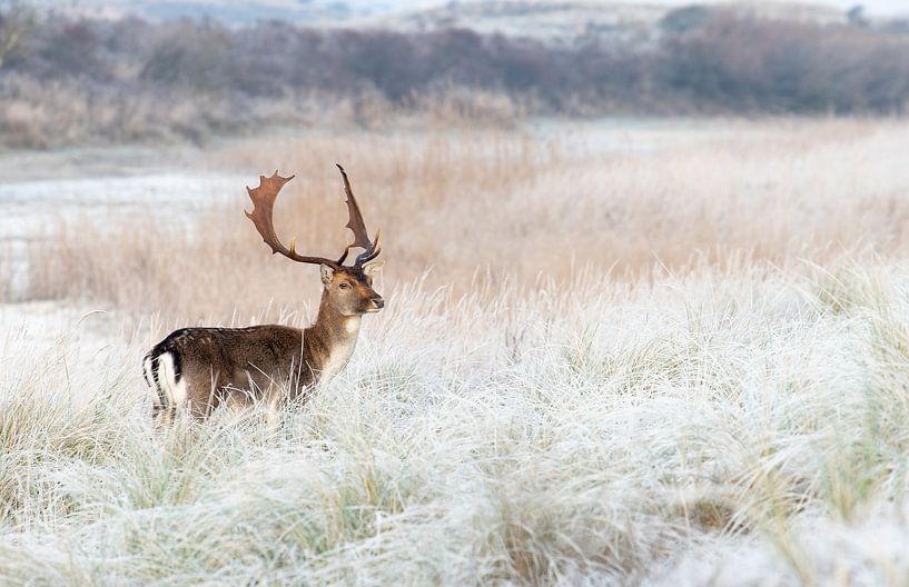 Damhert in een wintersetting! van Robert Kok