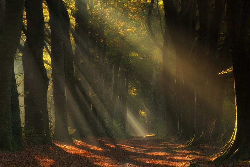 Magical rays of sunshine by Moetwil en van Dijk - Fotografie