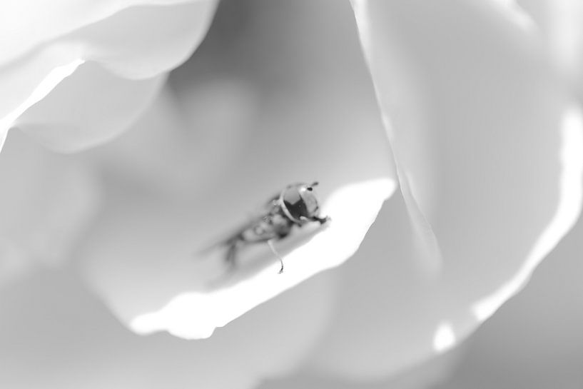 Hoverfly readyfor take off by Erwin van Eekhout