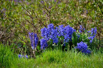 Hyacinths von Leo Huijzer