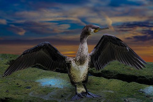 De wachter bij zonsondergang