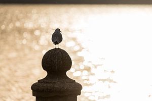 Möwe im Sonnenuntergang von Denis Feiner