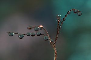 Drops on thin twigs