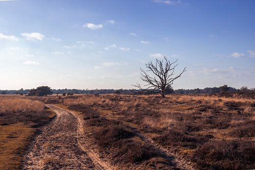 Kampina Landschap Winter