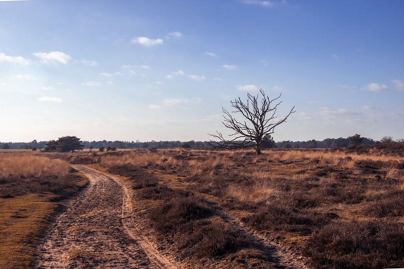 Kampina-Landschaft Winter von Zwoele Plaatjes