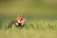 European field hamster