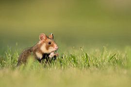 Hamster des champs européen sur Vienna Wildlife