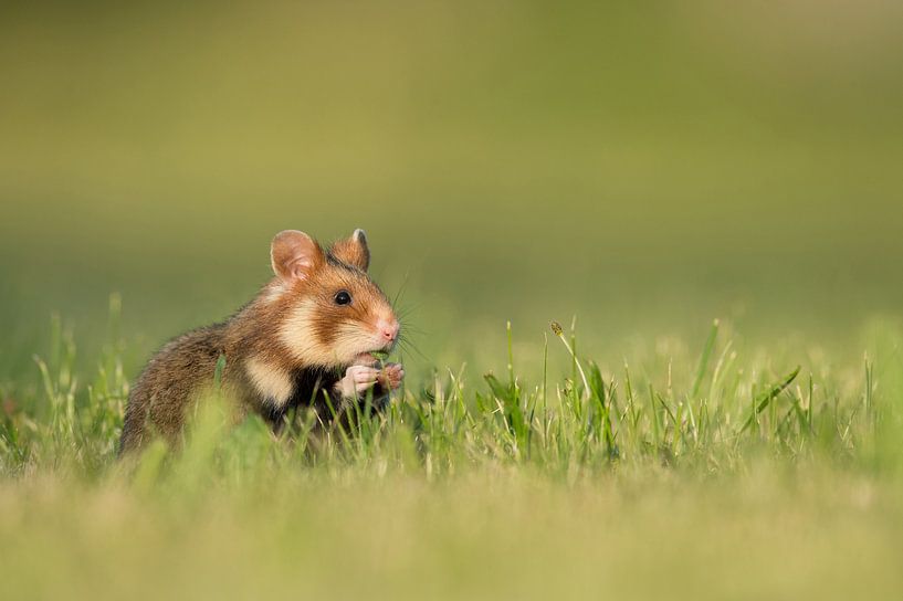 Hamster des champs européen par Vienna Wildlife