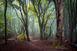 An Enchanted Forest Path Winding Through the Mist by Edwin Mooijaart