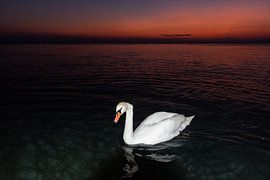 Weisser Schwan von Fredy Jeanrenaud