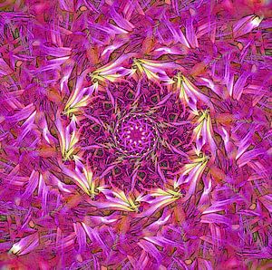 Dahlia Tornado