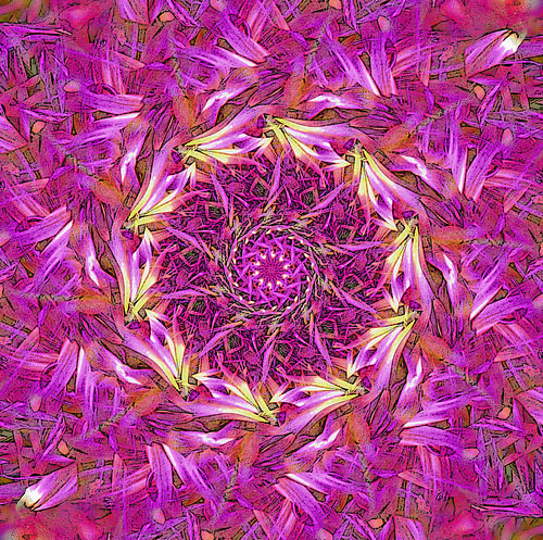Dahlia Tornado