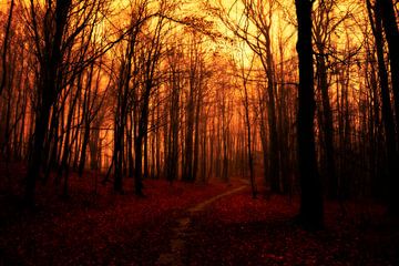 Dans la forêt sombre sur Claudia Evans