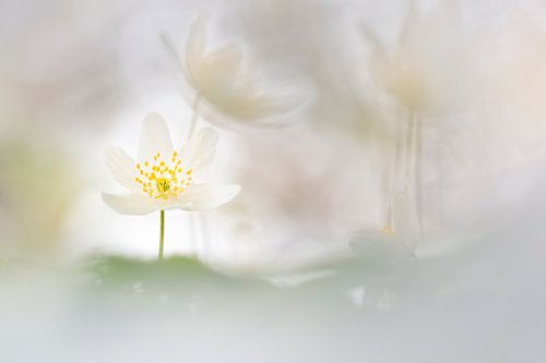 What a little sunshine can do